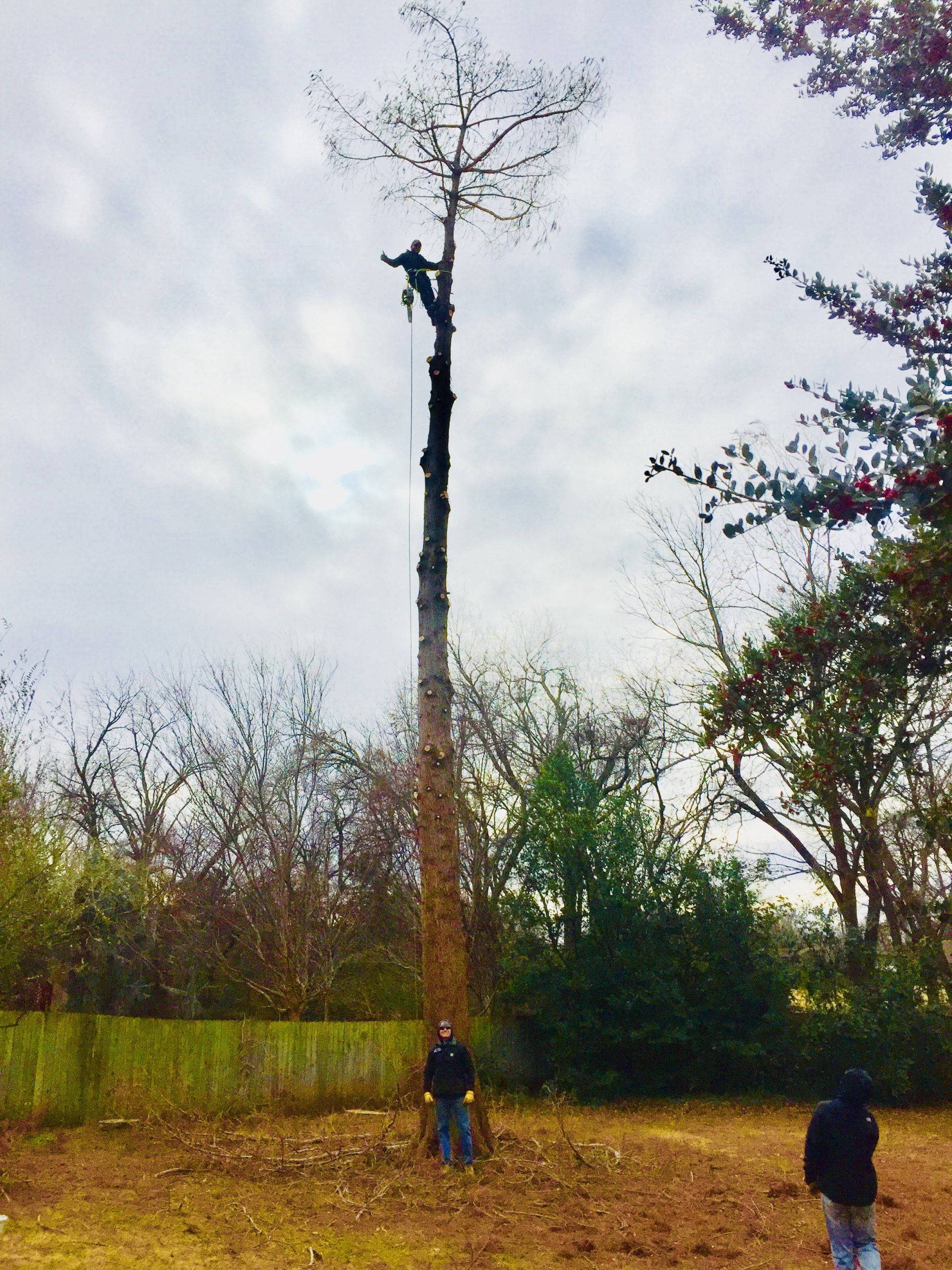 Phillips Tree Care photo gallery