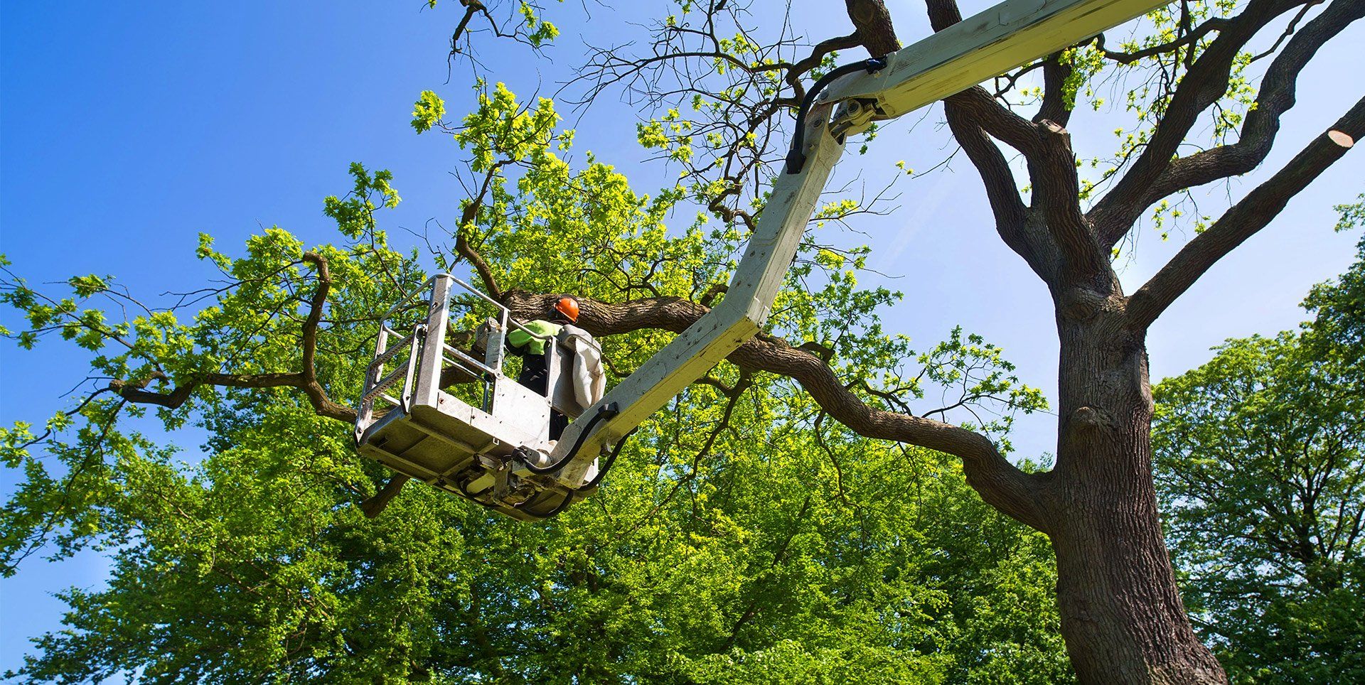 Tree Pruning Adelaide Hills