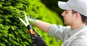 Professional-gardener-pruning-an-hedge