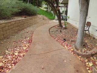 A concrete walkway surrounded by leaves and a tree.