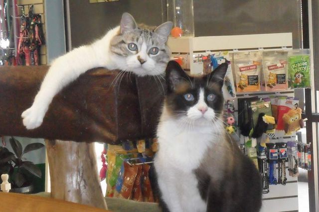 Angel's Pet Hospital