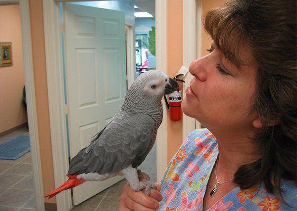 Angel's Pet Hospital