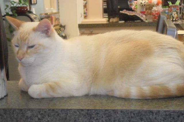 Angel's Pet Hospital