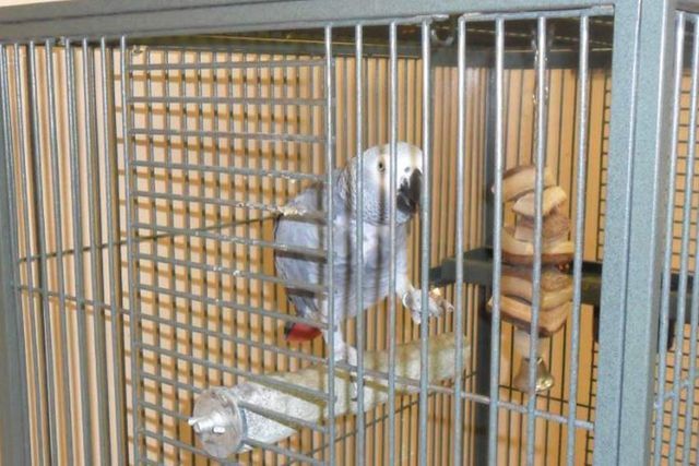 Angel's Pet Hospital