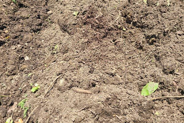 A close up of a pile of dirt with a plant growing out of it.