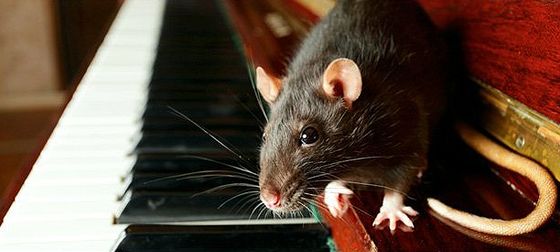 Mouse on piano