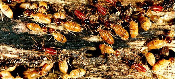 Termites damaging the wood