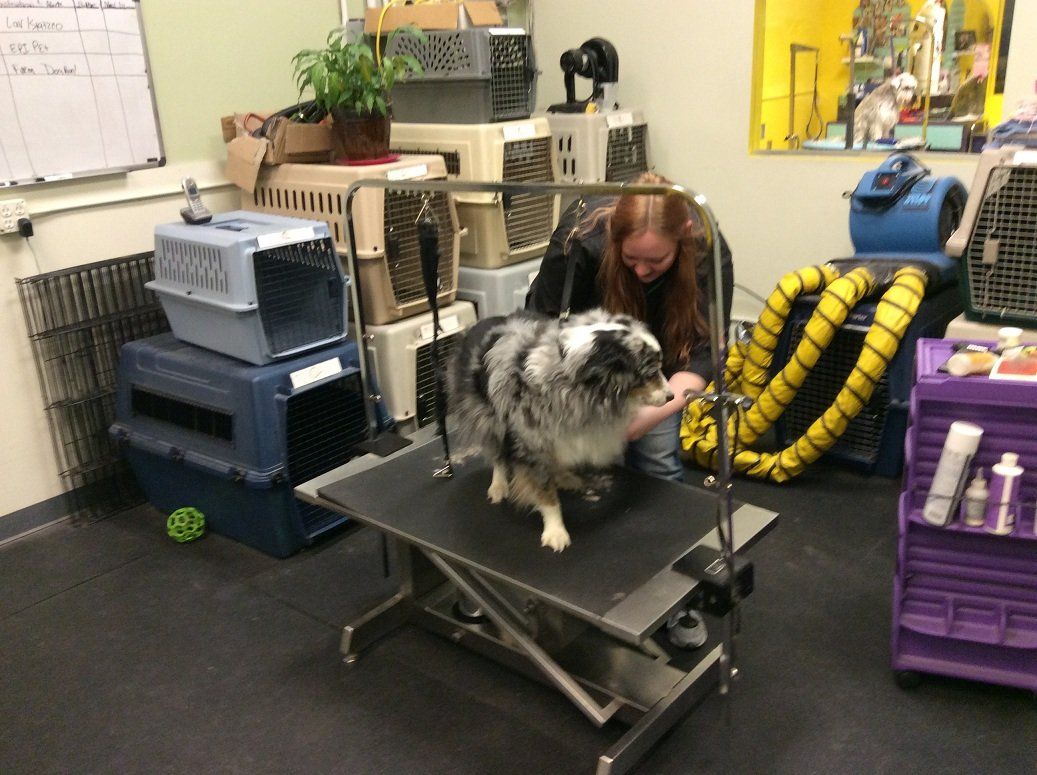 Do It Yourself Dog Wash Omaha 10 of the Best Dog Groomers in Omaha