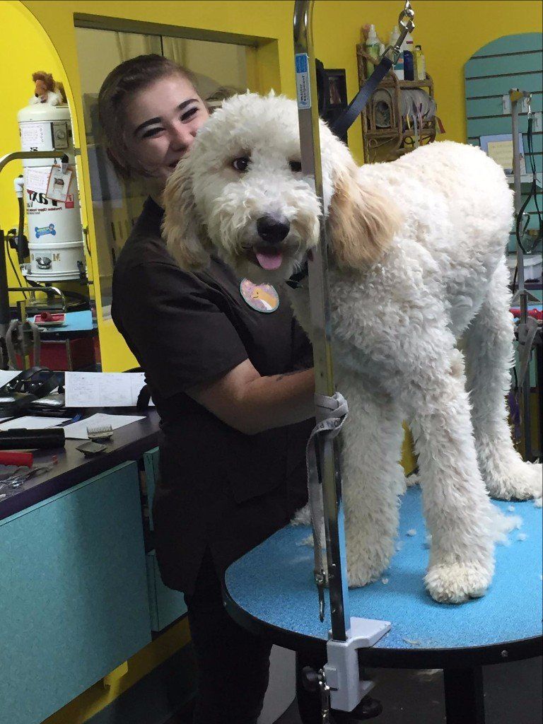 Do It Yourself Dog Wash Omaha 10 of the Best Dog Groomers in Omaha