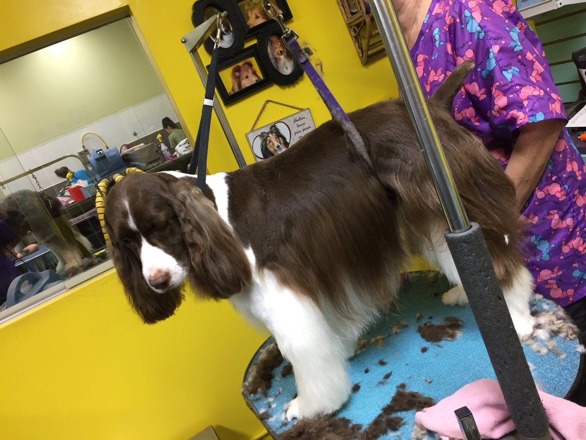 Pet Grooming by Audrey LLC. Dog Grooming Omaha, NE