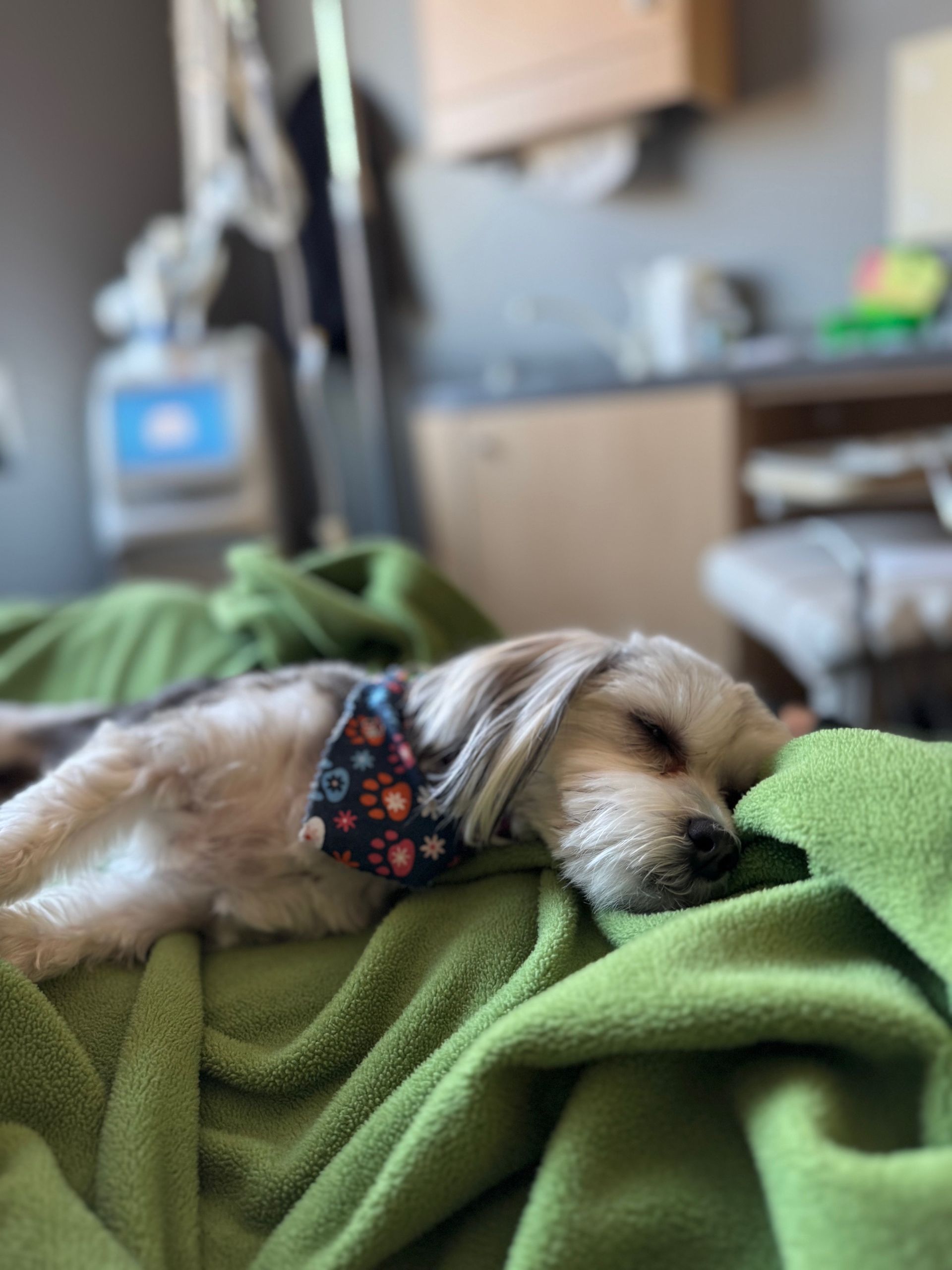 A small dog is laying on a green blanket