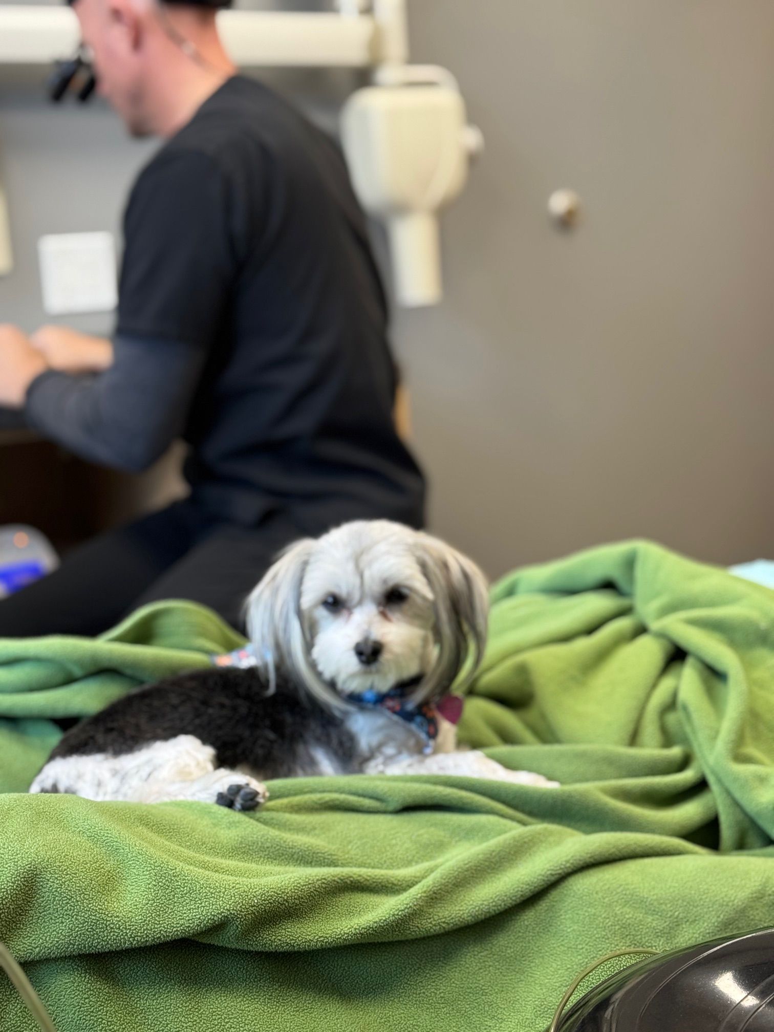 A small dog is laying on a green blanket
