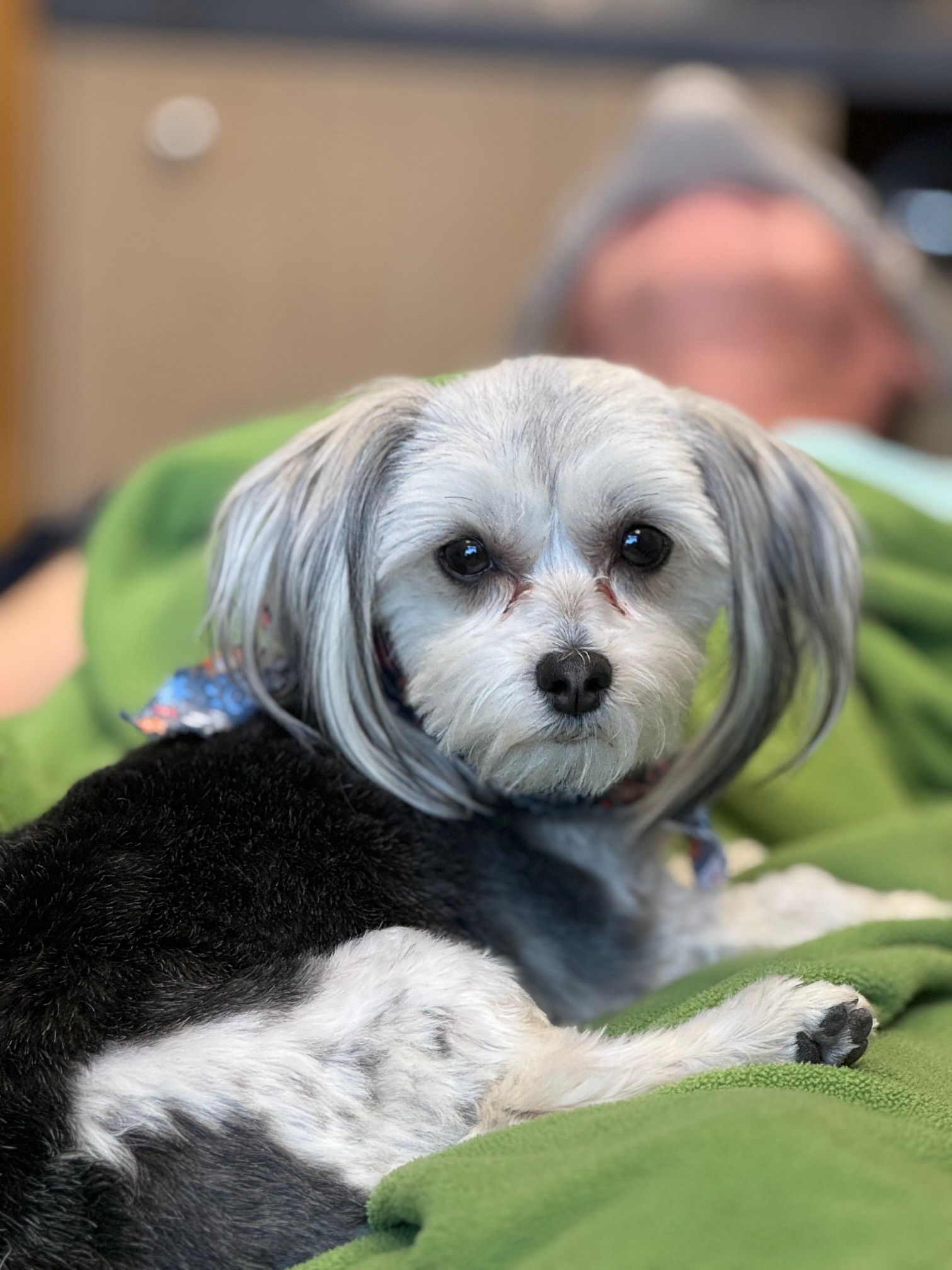 A small white and black dog is laying on a green blanket