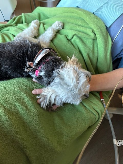 A black and white dog laying on a green blanket
