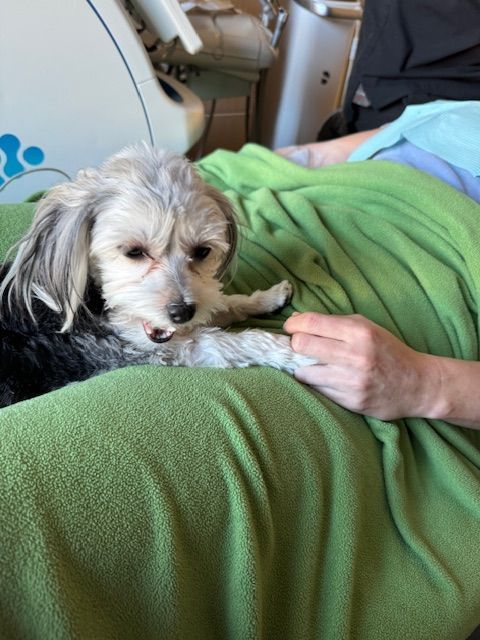 A small dog is laying on a green blanket on a person 's lap