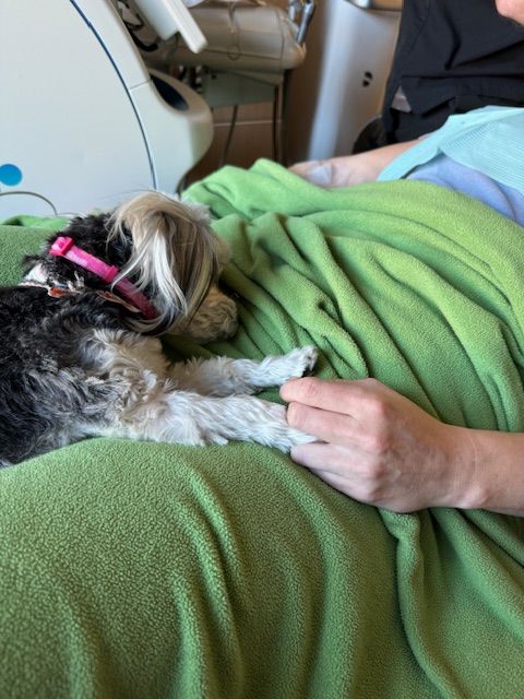 A small dog wearing a pink collar is laying on a green blanket