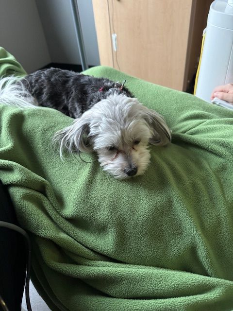A small dog is laying on a green blanket