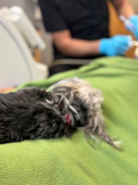 A dog is laying on a green blanket at a veterinarian's office.