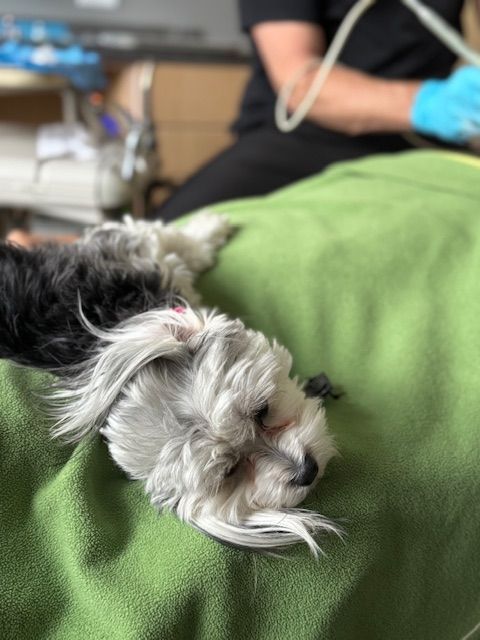 A small black and white dog is laying on a green blanket.
