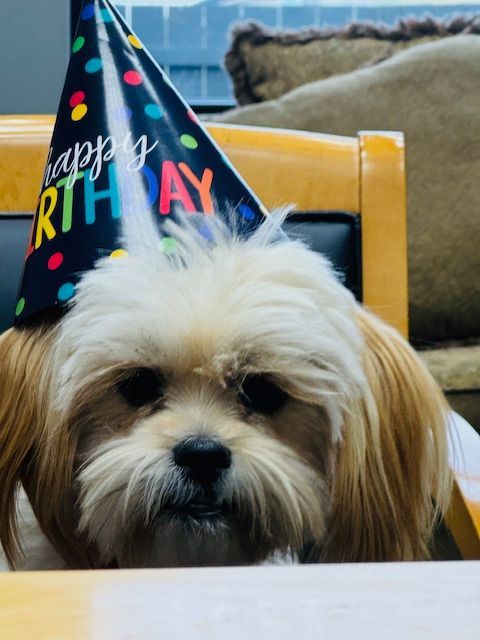 A small dog wearing a party hat that says happy birthday