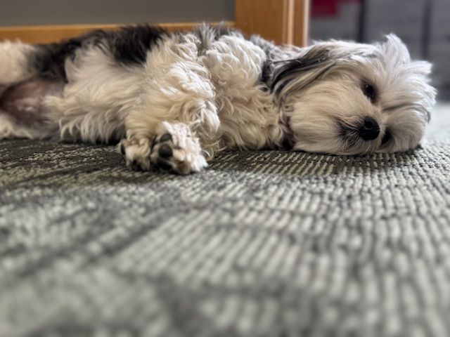 A small dog is laying on its back on a carpet.