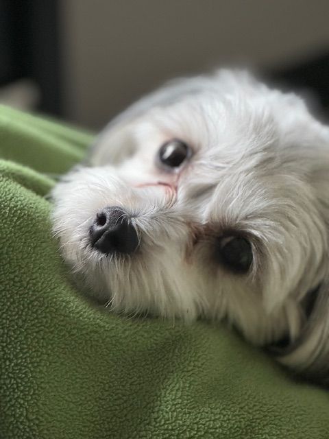 A small white dog is laying on a green blanket.