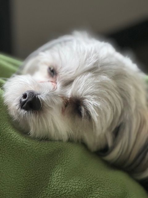 A small white dog is laying on a green blanket.