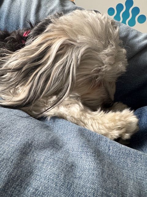 A small dog is laying on a blue blanket