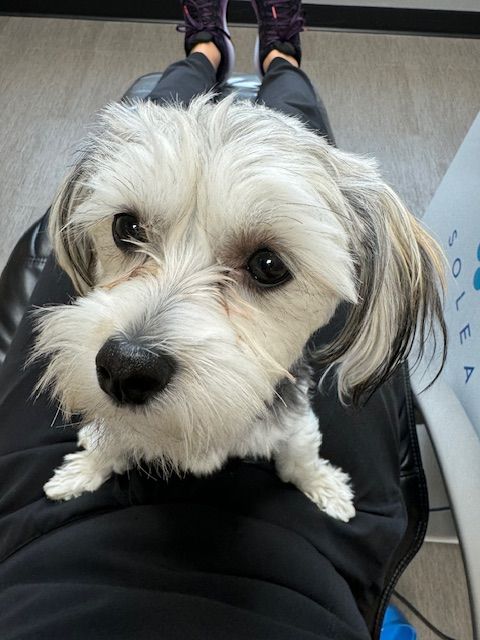 A small white dog is sitting on a person 's lap