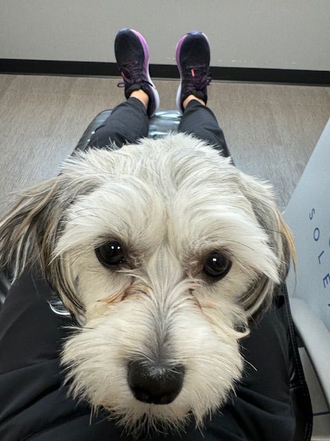 A small white dog is sitting on a person 's lap and looking at the camera.