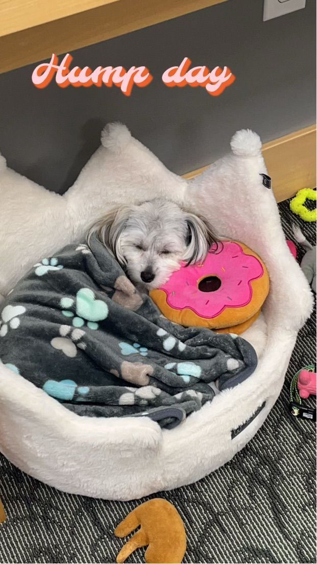 A dog is sleeping in a dog bed with a donut pillow