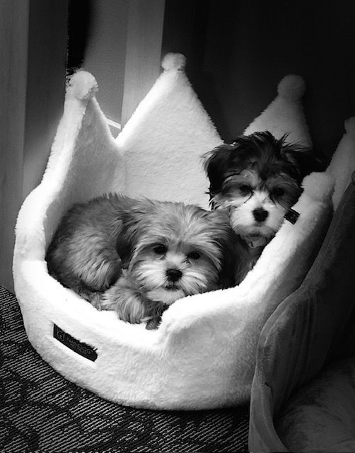 Two puppies are laying in a crown shaped bed