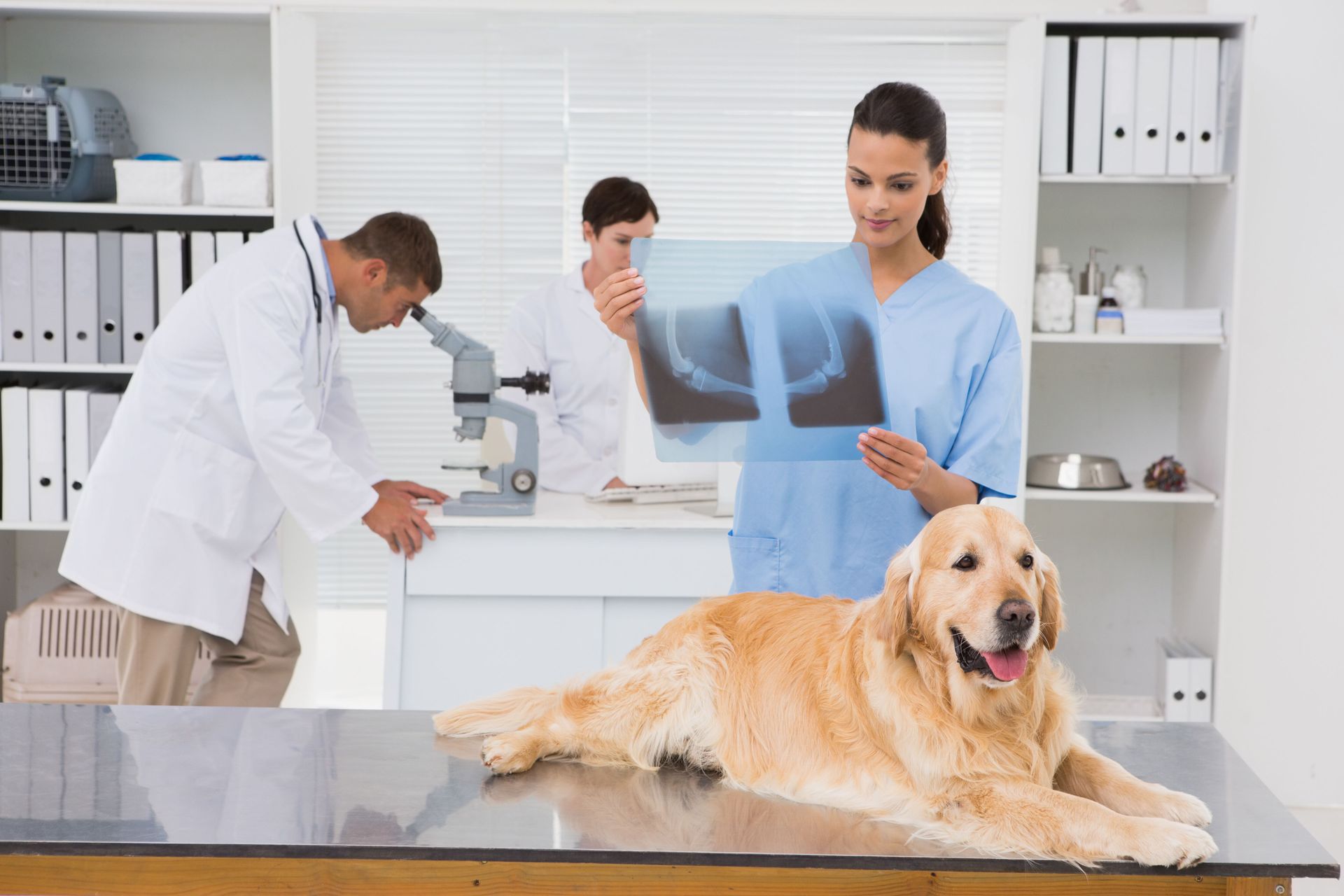 Veterinary Construction Trends Shaping Modern Animal Care Facilities