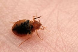 A bed bug is crawling on a person 's skin.