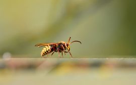 A close-up of a bee 