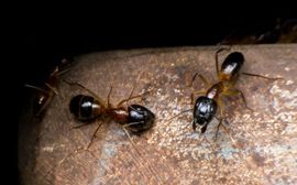 A group of ants are crawling on a piece of wood.