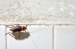 A cockroach is crawling on a white tile floor.