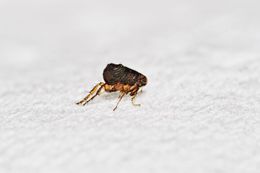 A small flea is crawling on a white surface.