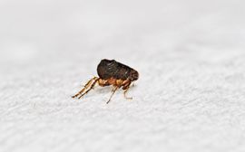 A small flea is crawling on a white surface.