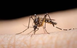 A mosquito is biting a person 's arm.