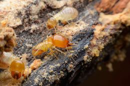 A group of termites are crawling on a piece of wood.