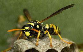 A close up of a wasp sitting on top of a nest.