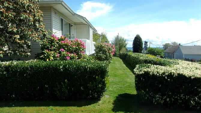 Lush green hedge-lined path leading to a house with pink flowers and a blue sky.