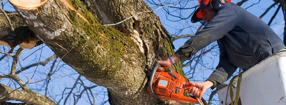 Tree services