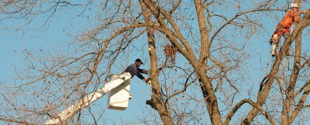 Quality Tree Services