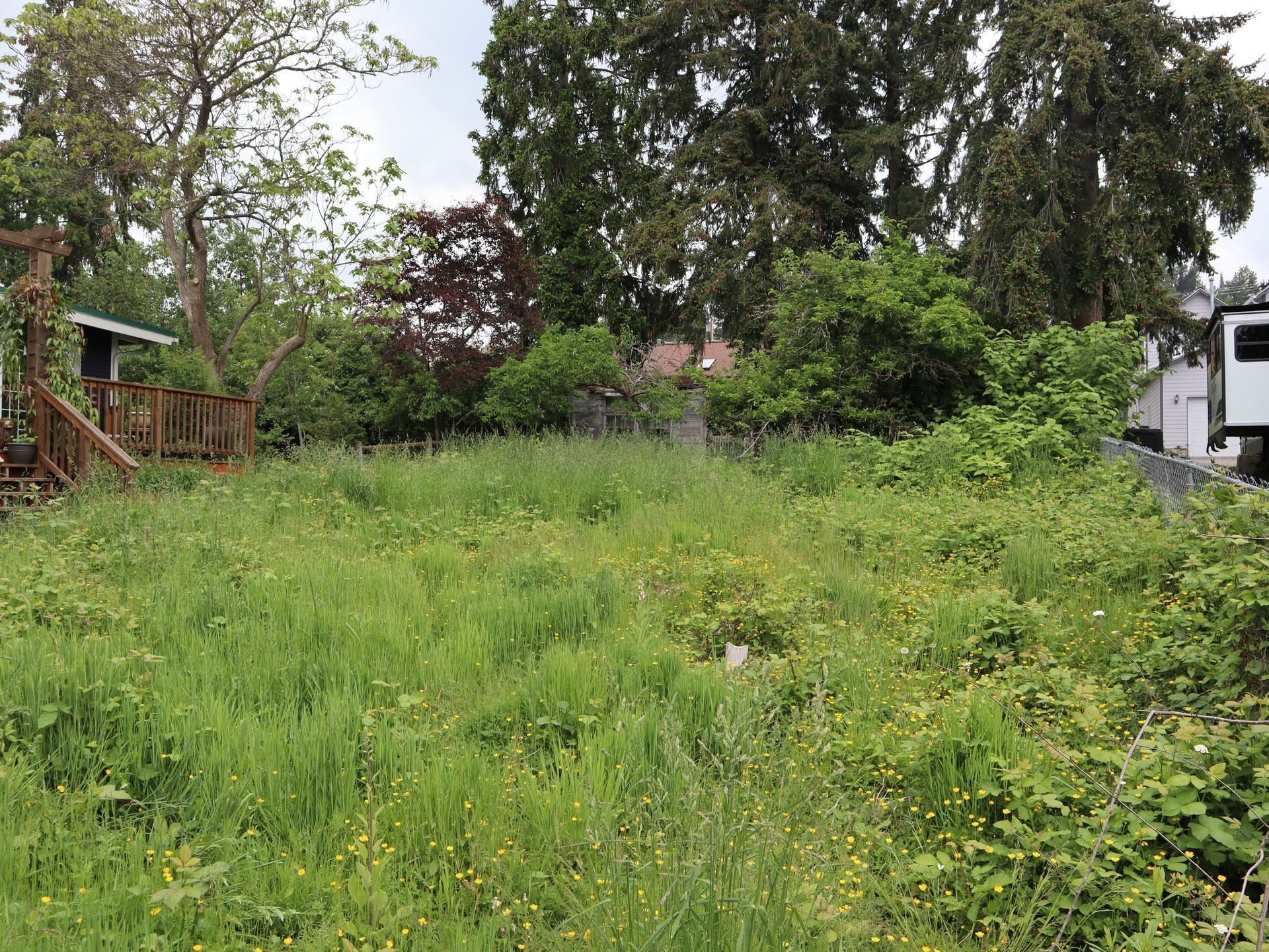 Overgrown grassy backyard with weeds and some trees. Overcast sky.