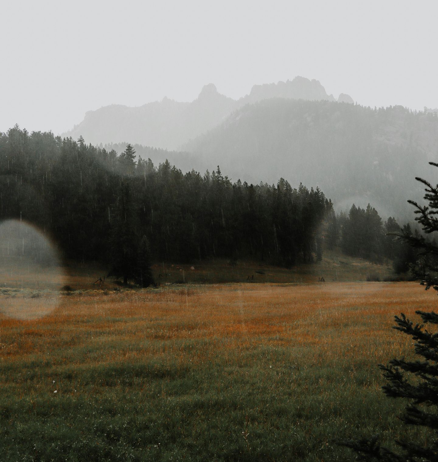 Grassy field with trees and mountains in a misty, overcast setting.