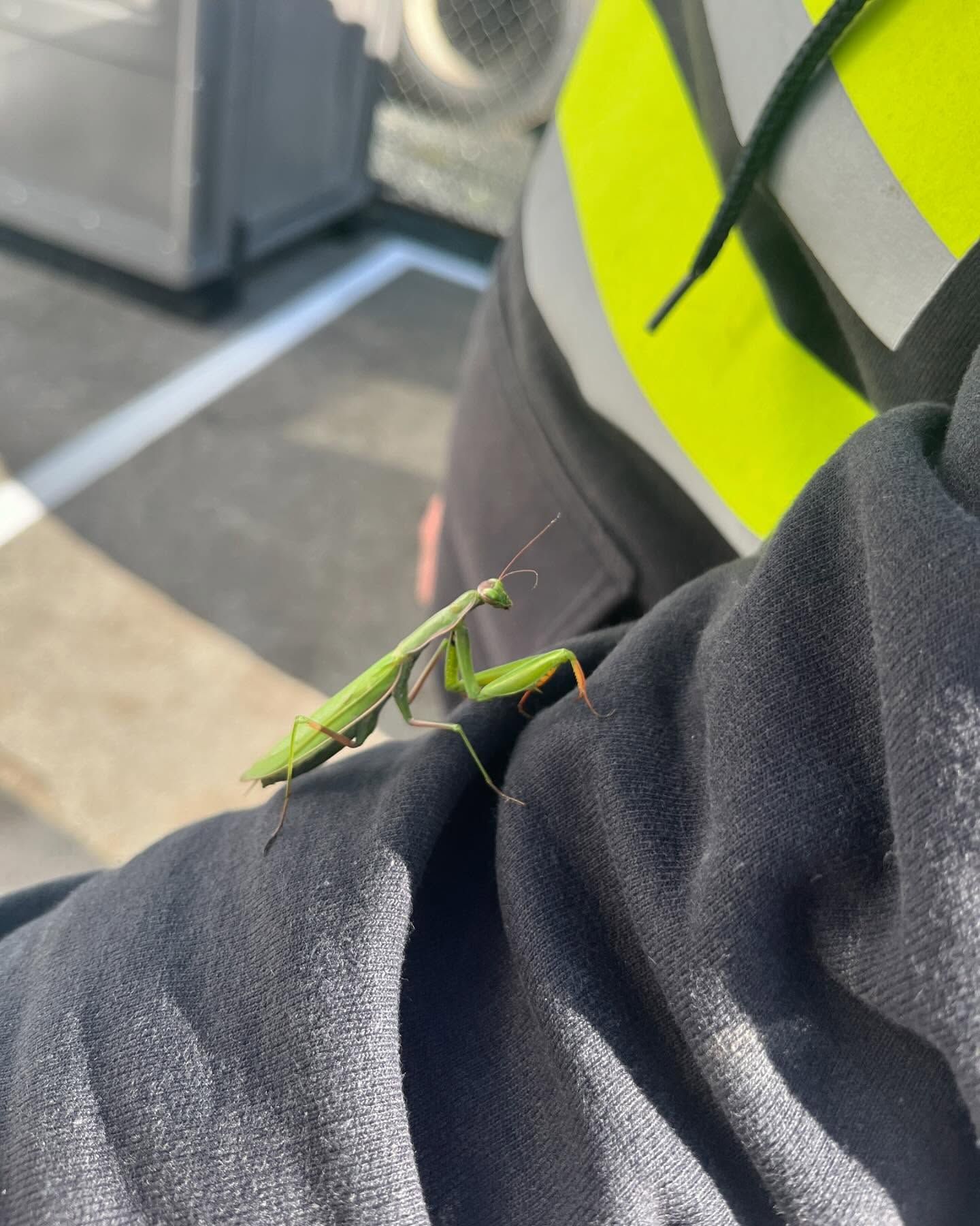 Green praying mantis on a person's black sleeve, with a yellow reflective vest visible in the background.