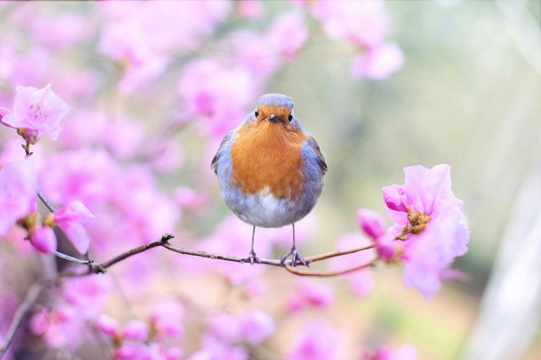 A robin with an orange breast perches on a branch with pink flowers.