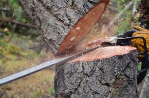 Learn more about tree service Tree removal